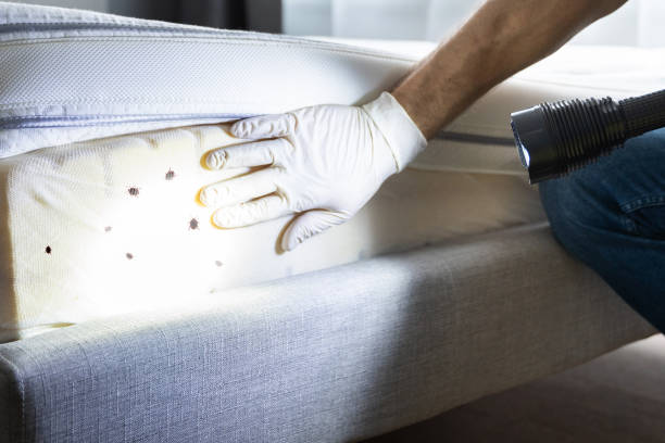 Best Insect Control  in Bloomingdale, GA