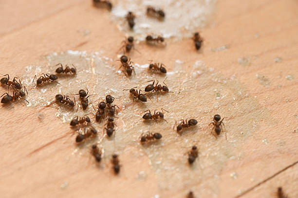 Best Spider Control Near Me  in Bloomingdale, GA